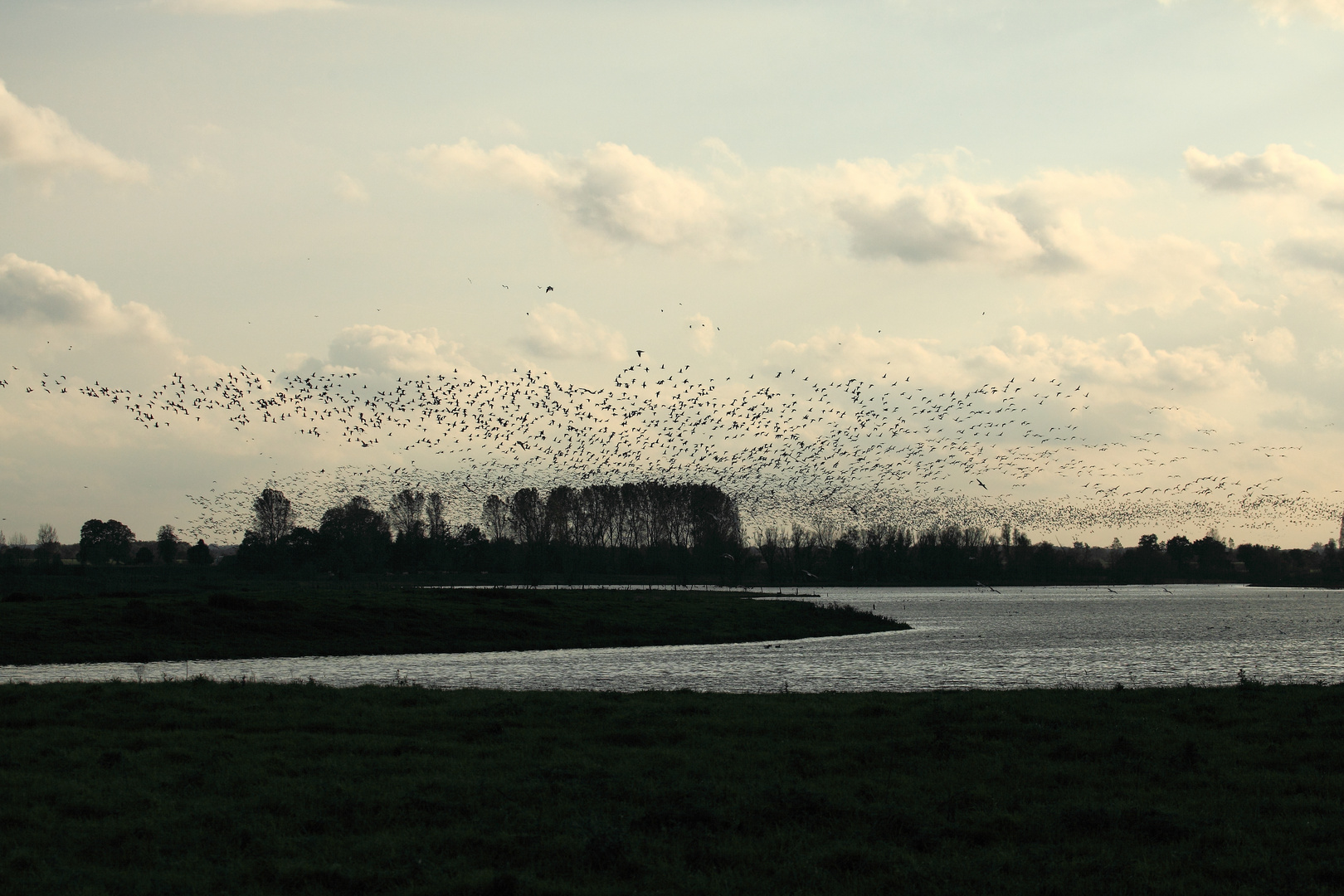 Gänsewolke