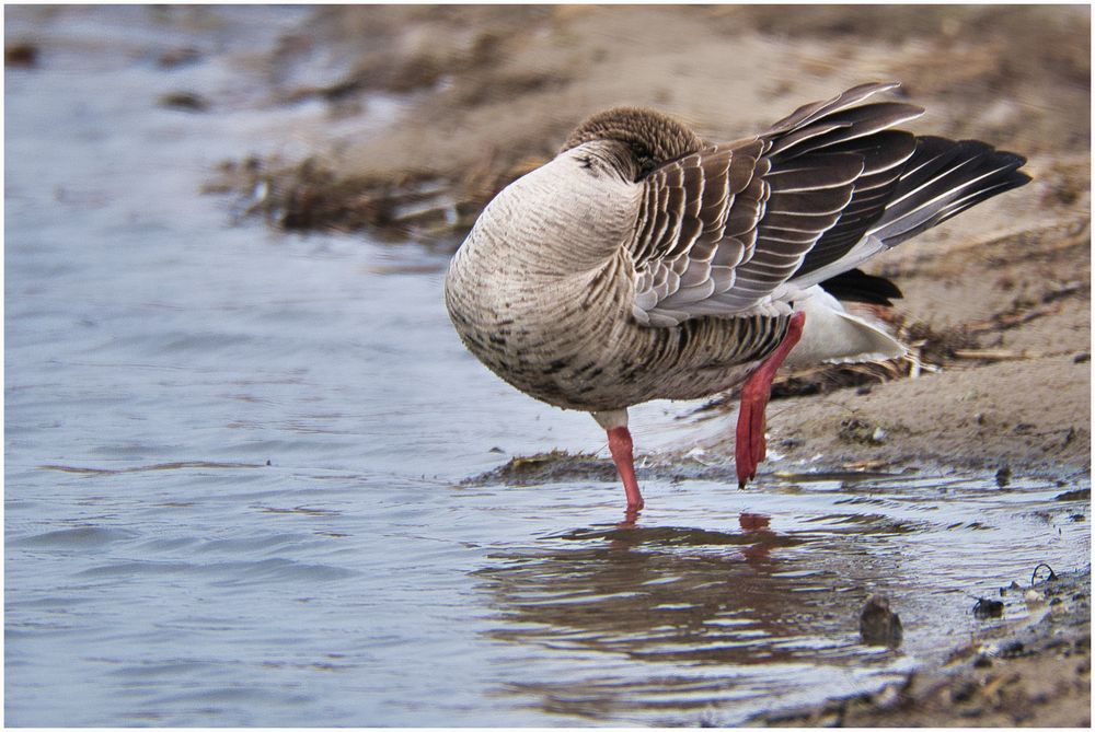 Gänseyoga