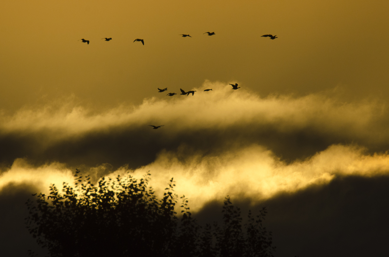 Gänsezug am Morgen