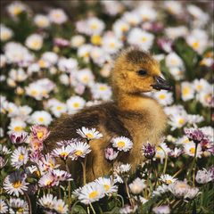 Gänslein und Blümchen