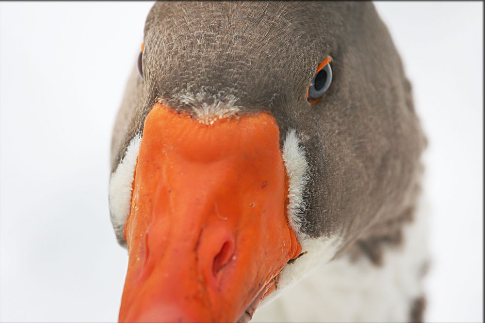 "Gänslich" blicken