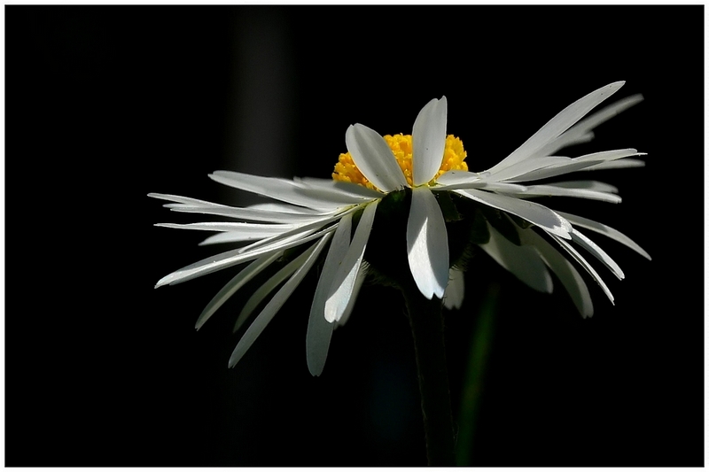 Gänzeblümchen