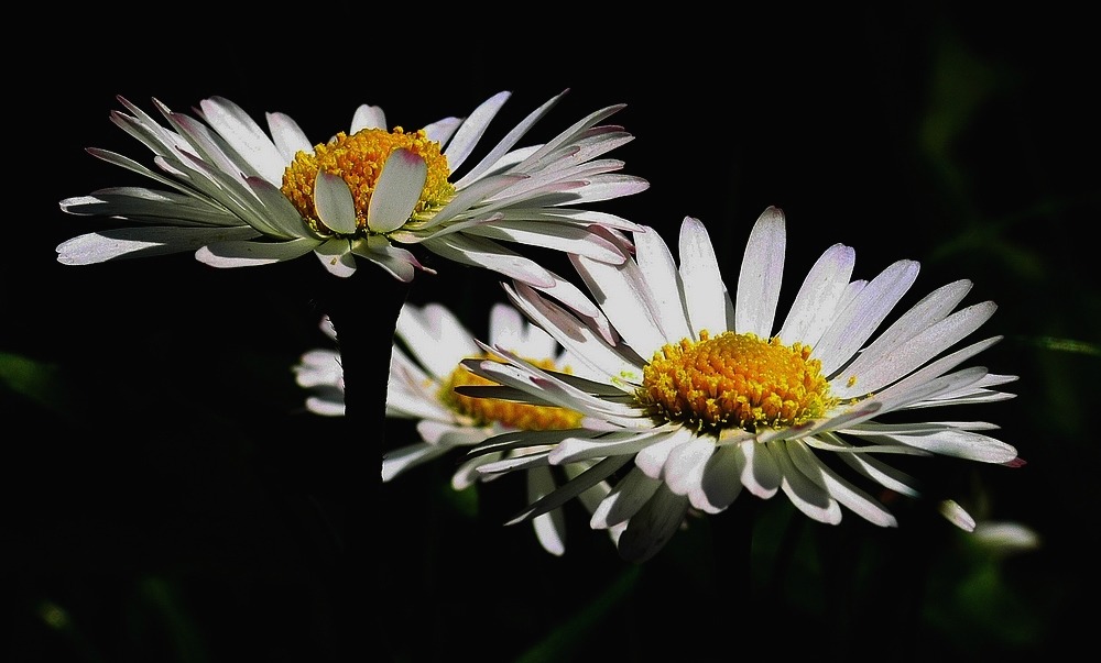 Gänzeblümchen II