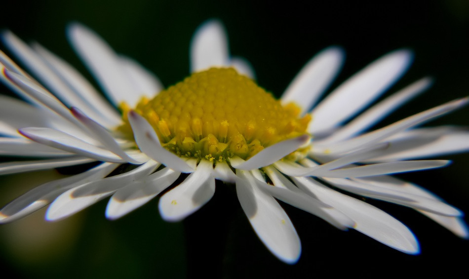 Gänzeblümchen II