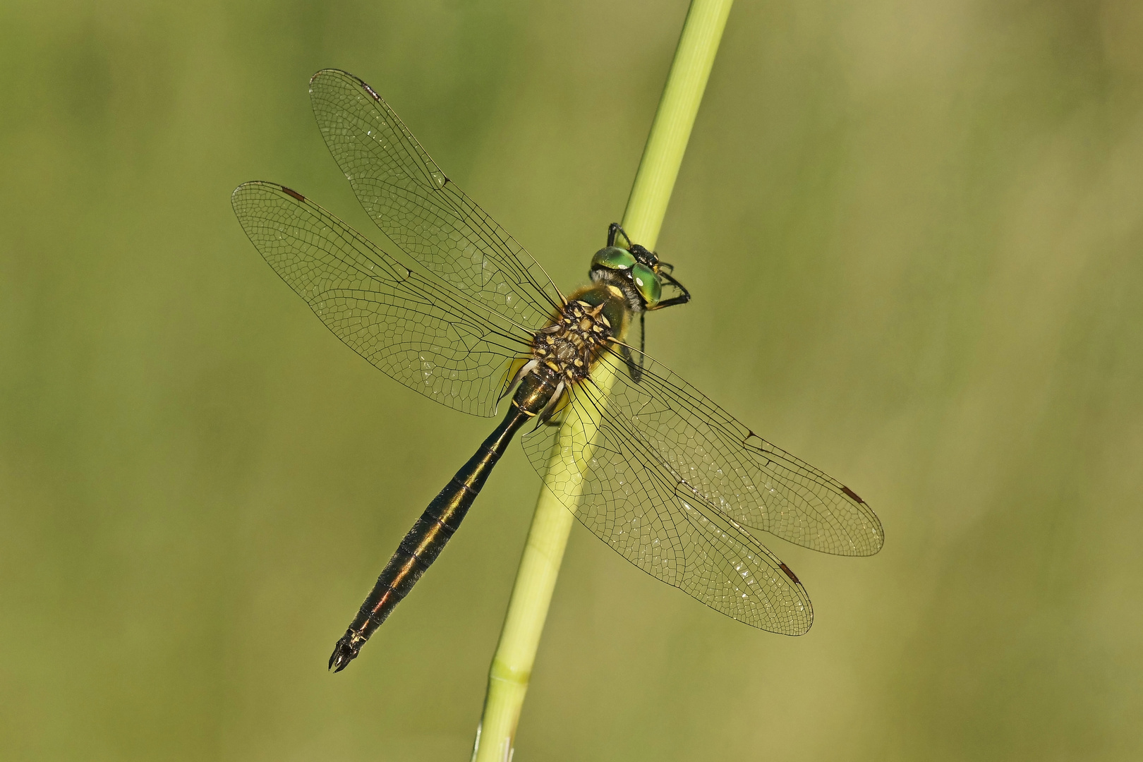 Gänzende Smaragdlibelle (Somatochlora metallica)