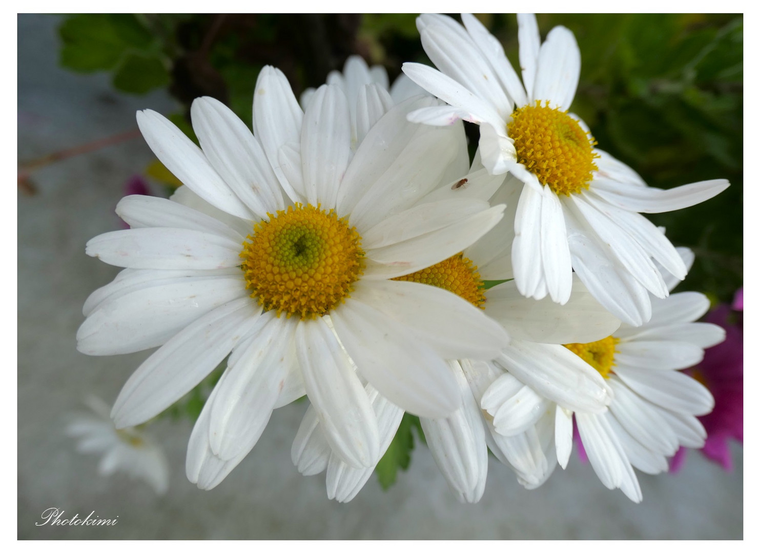 Gär-Fliege auf Chrysantheme