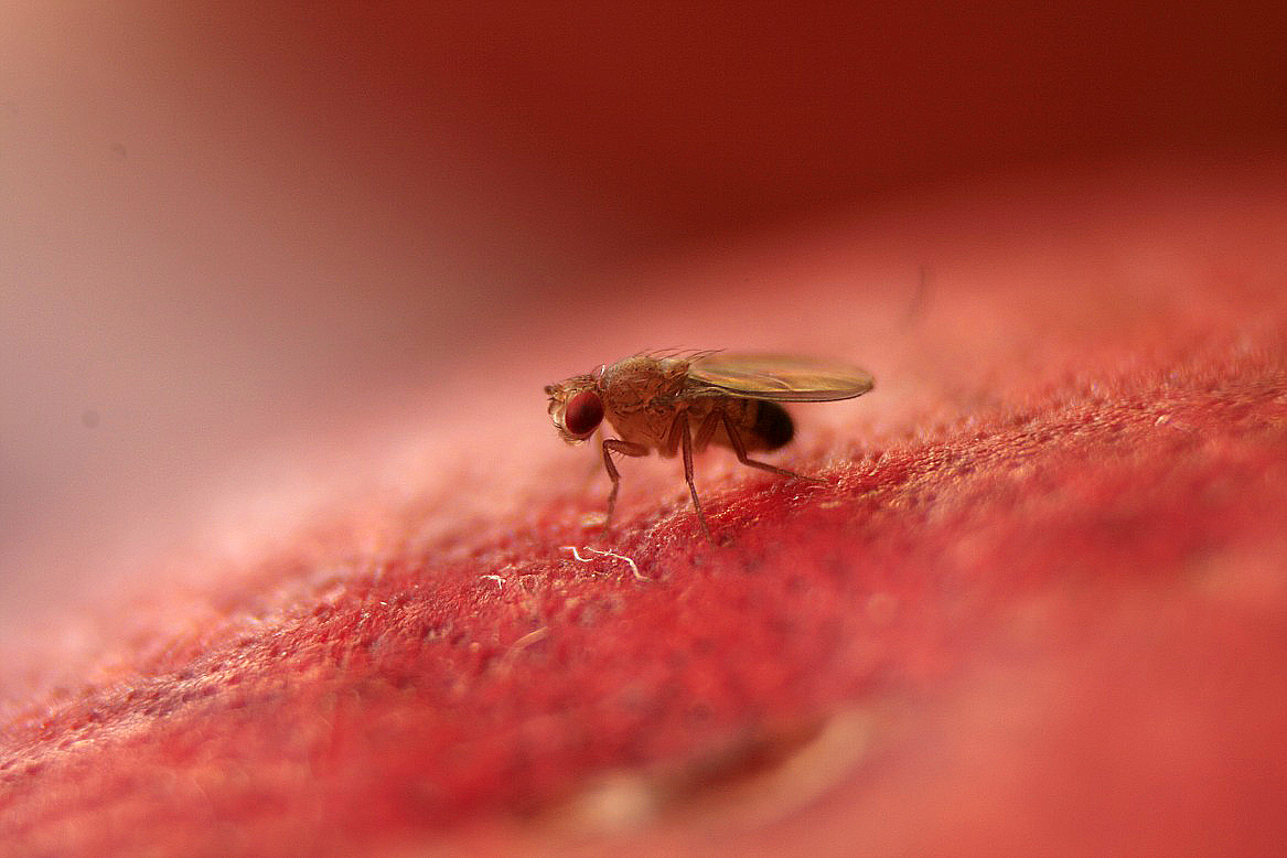 gärfliege auf nektarine