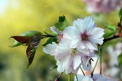 Gärten der Welt - Kirschblüten