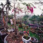 Gärtnerei im Mekong-Delta vor dem Tet-Fest