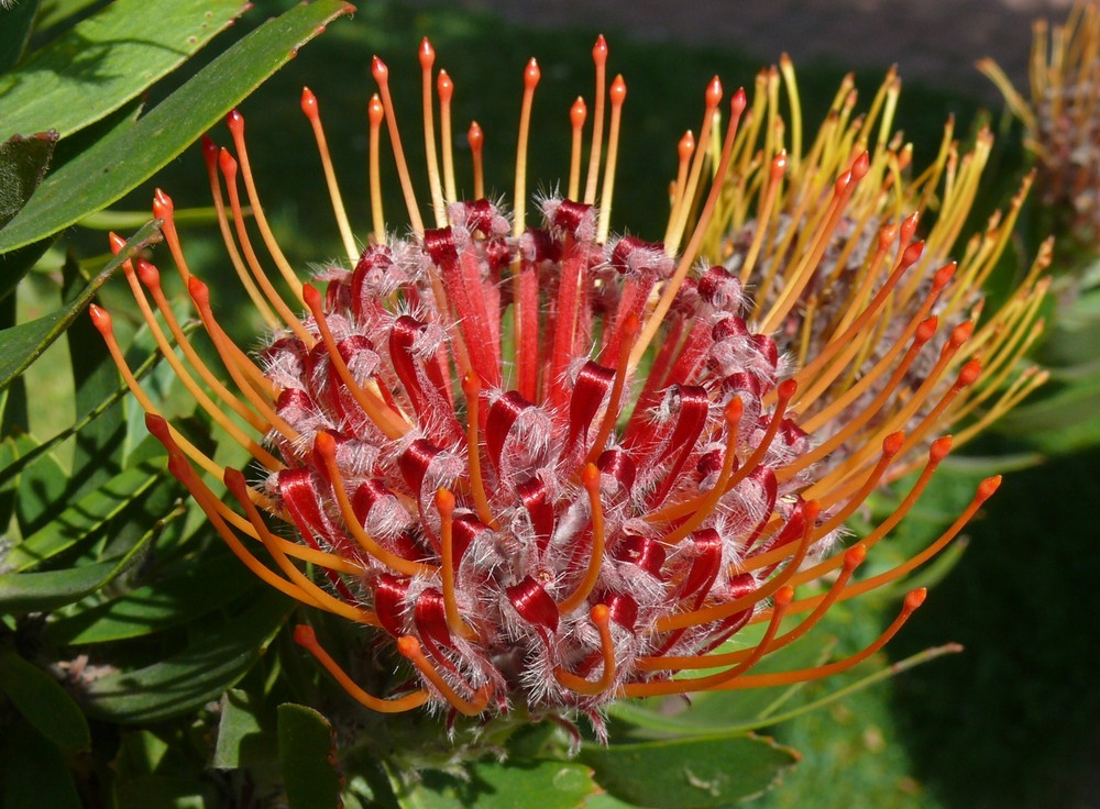 Gärtnerprotee- Blüte (Leucospermum glabrum)