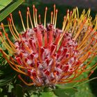 Gärtnerprotee- Blüte (Leucospermum glabrum)