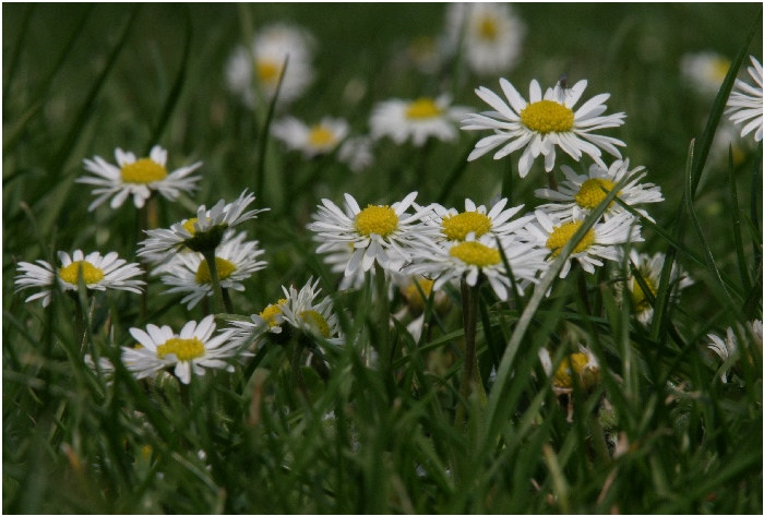 Gäseblümchen 01