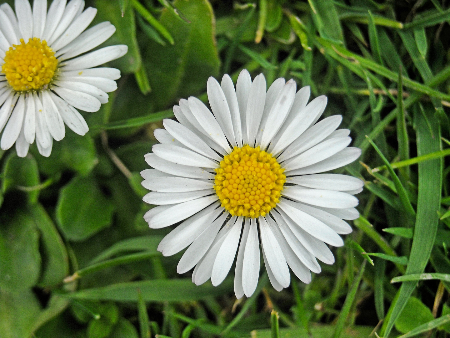 Gäseblümchen