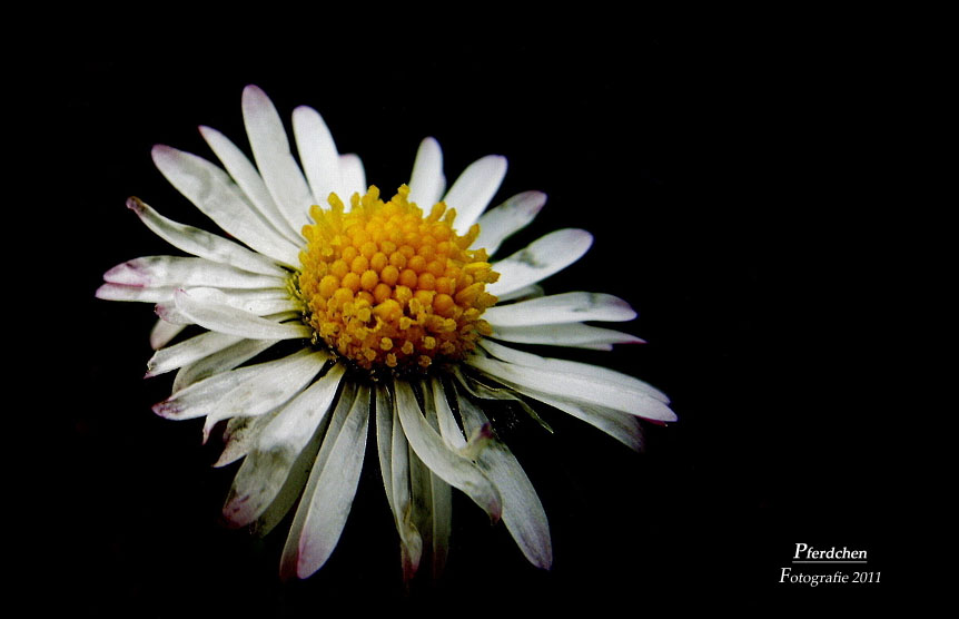 "Gäseblume von Pferdchen Fotografie"