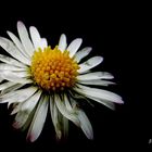 "Gäseblume von Pferdchen Fotografie"