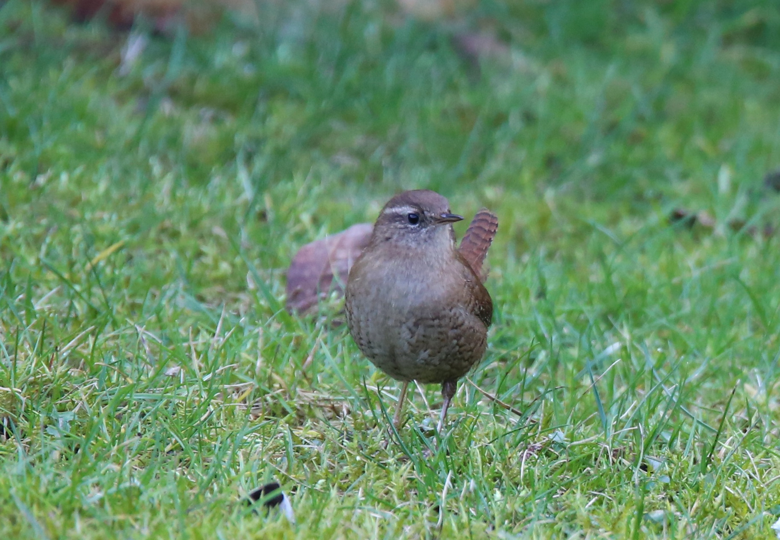 Gäste im  Garten ... (2)