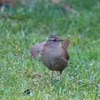 Gäste im  Garten ... (2)