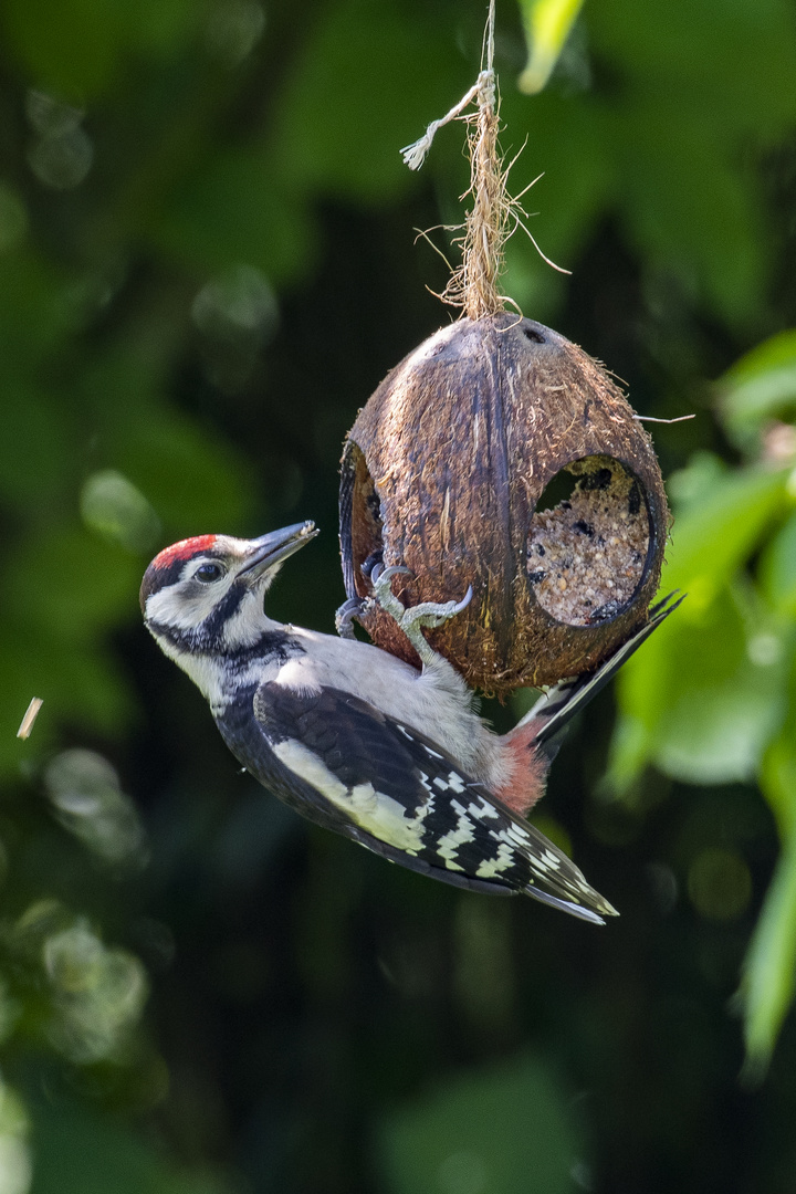 Gäste im Garten 3