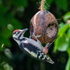 Gäste im Garten 3