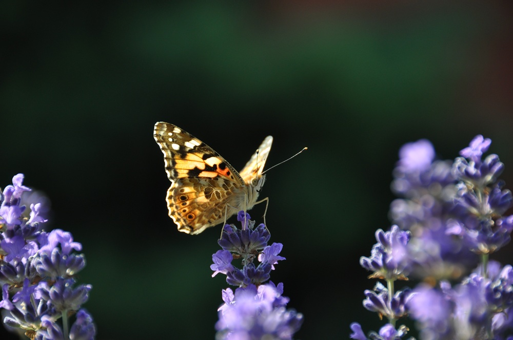 Gäste im Garten.