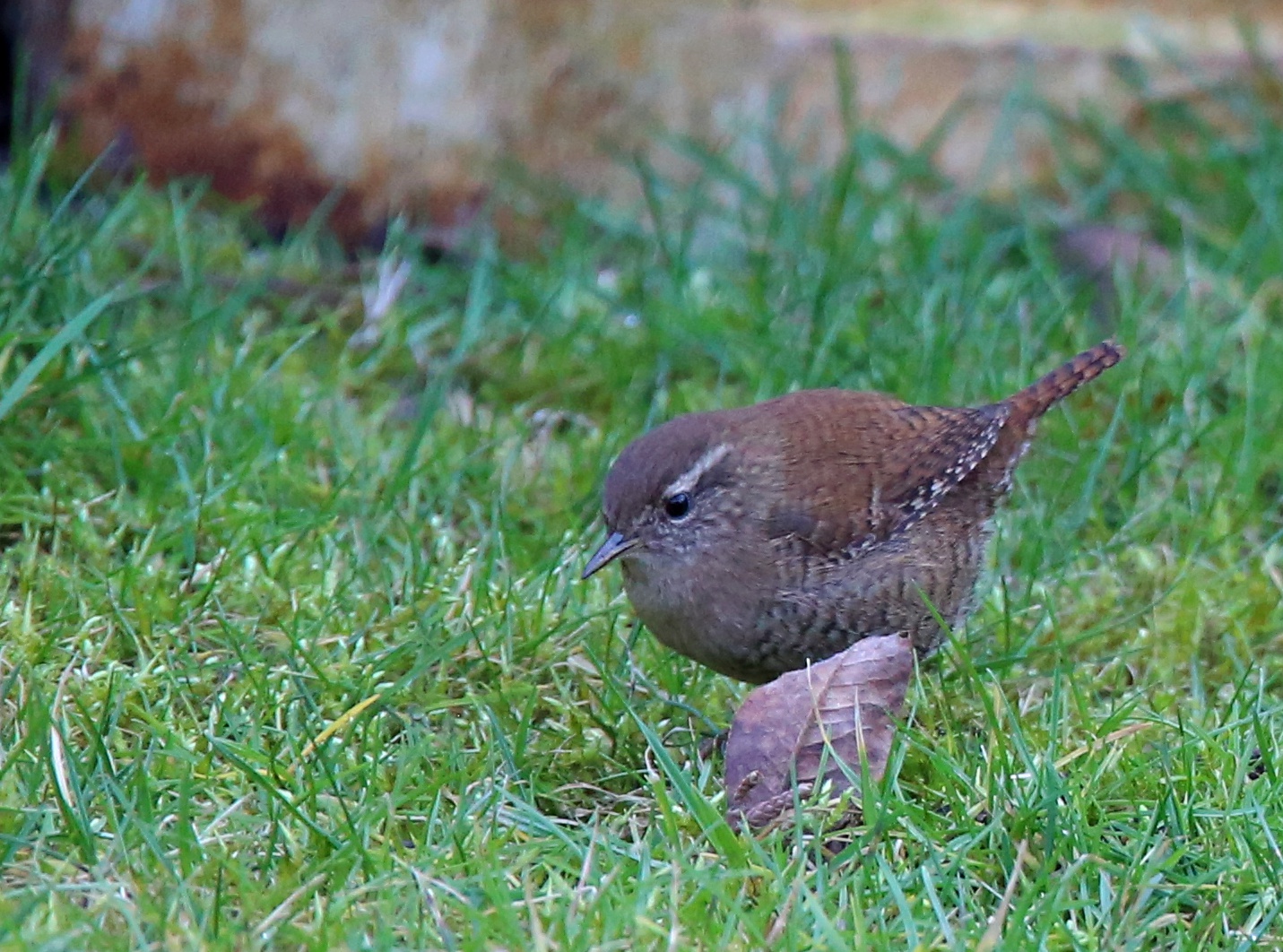 Gäste im Garten ...