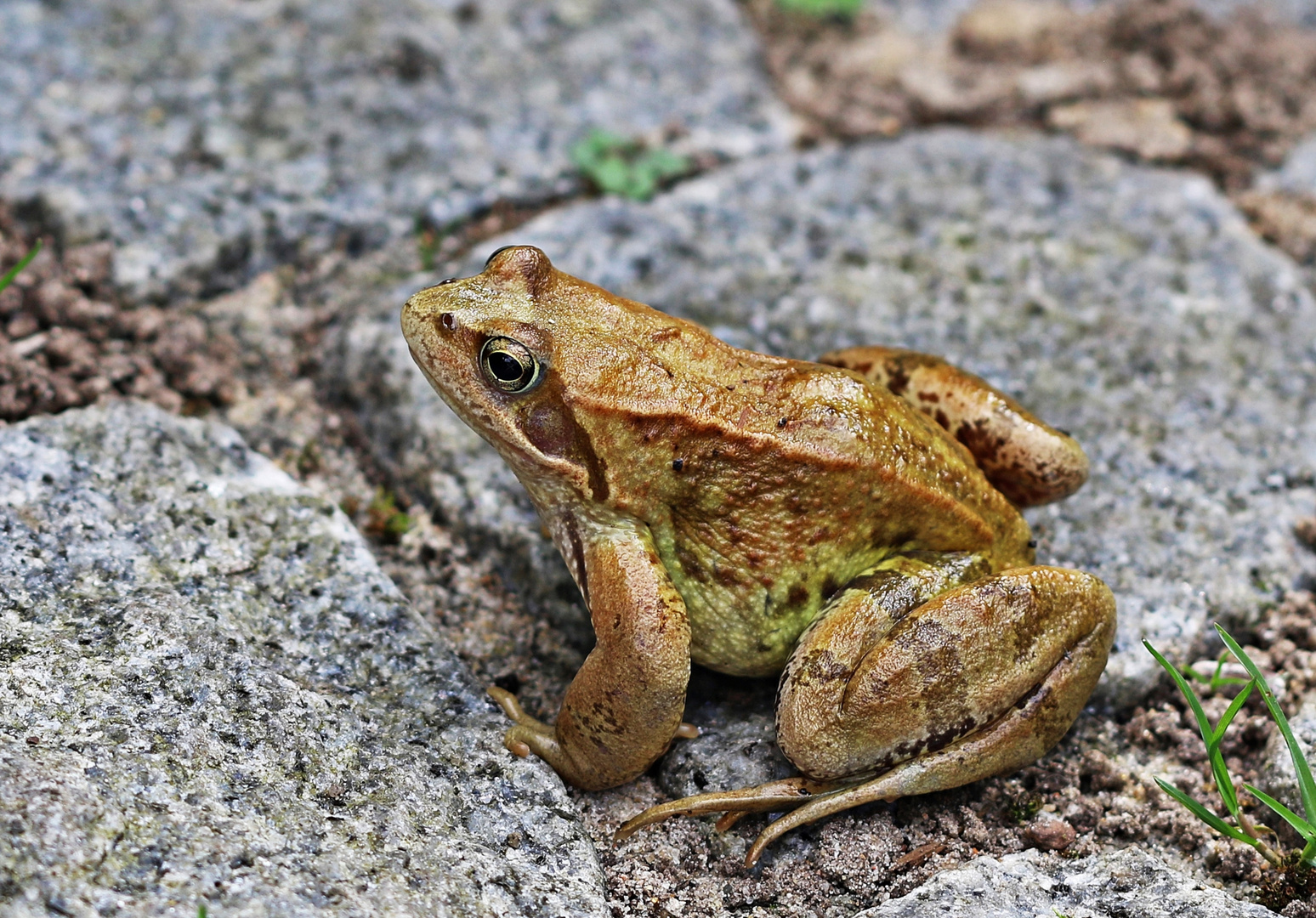 Gäste im Garten ...