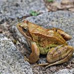 Gäste im Garten ...