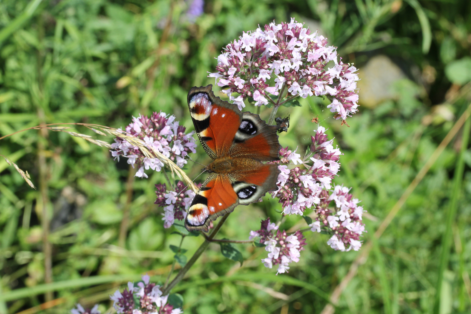 Gäste im Garten