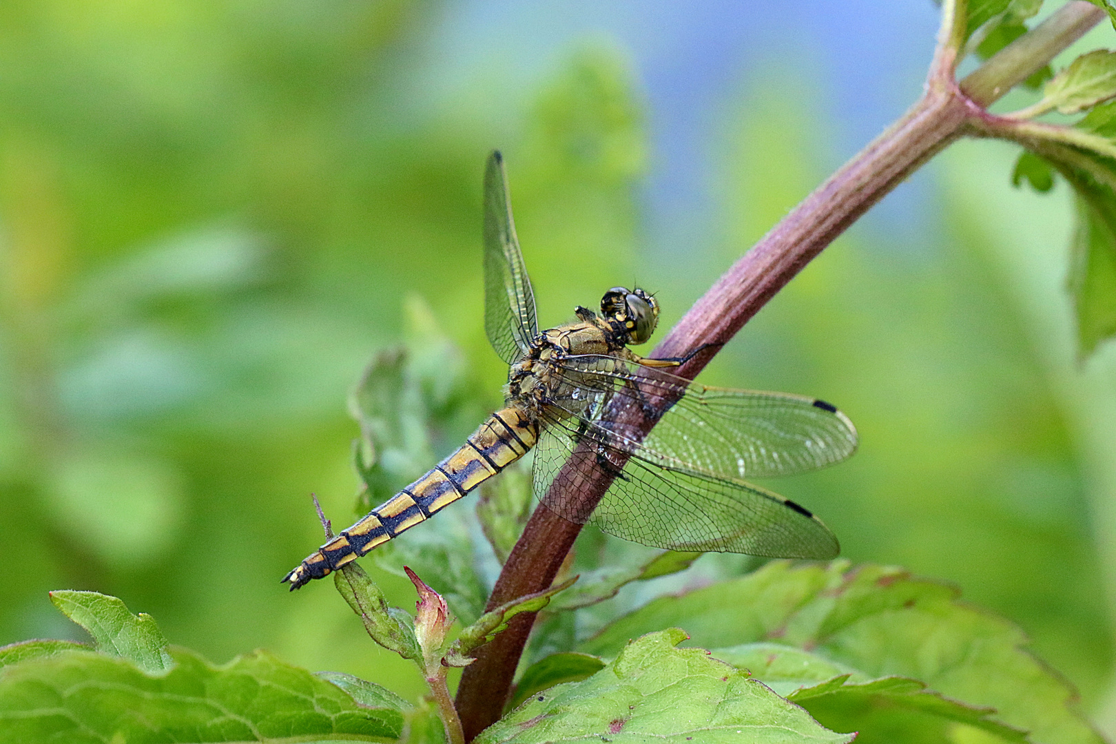 Gäste im Garten: Blaupfeil (w)