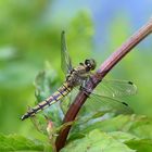 Gäste im Garten: Blaupfeil (w)