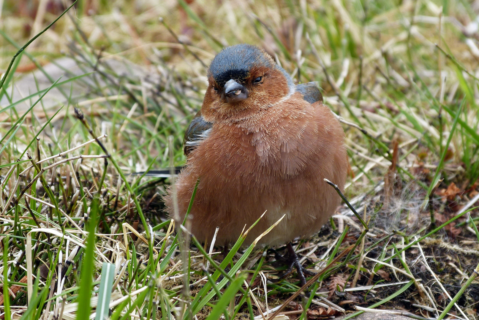 Gäste im Garten: Buchfink