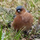 Gäste im Garten: Buchfink