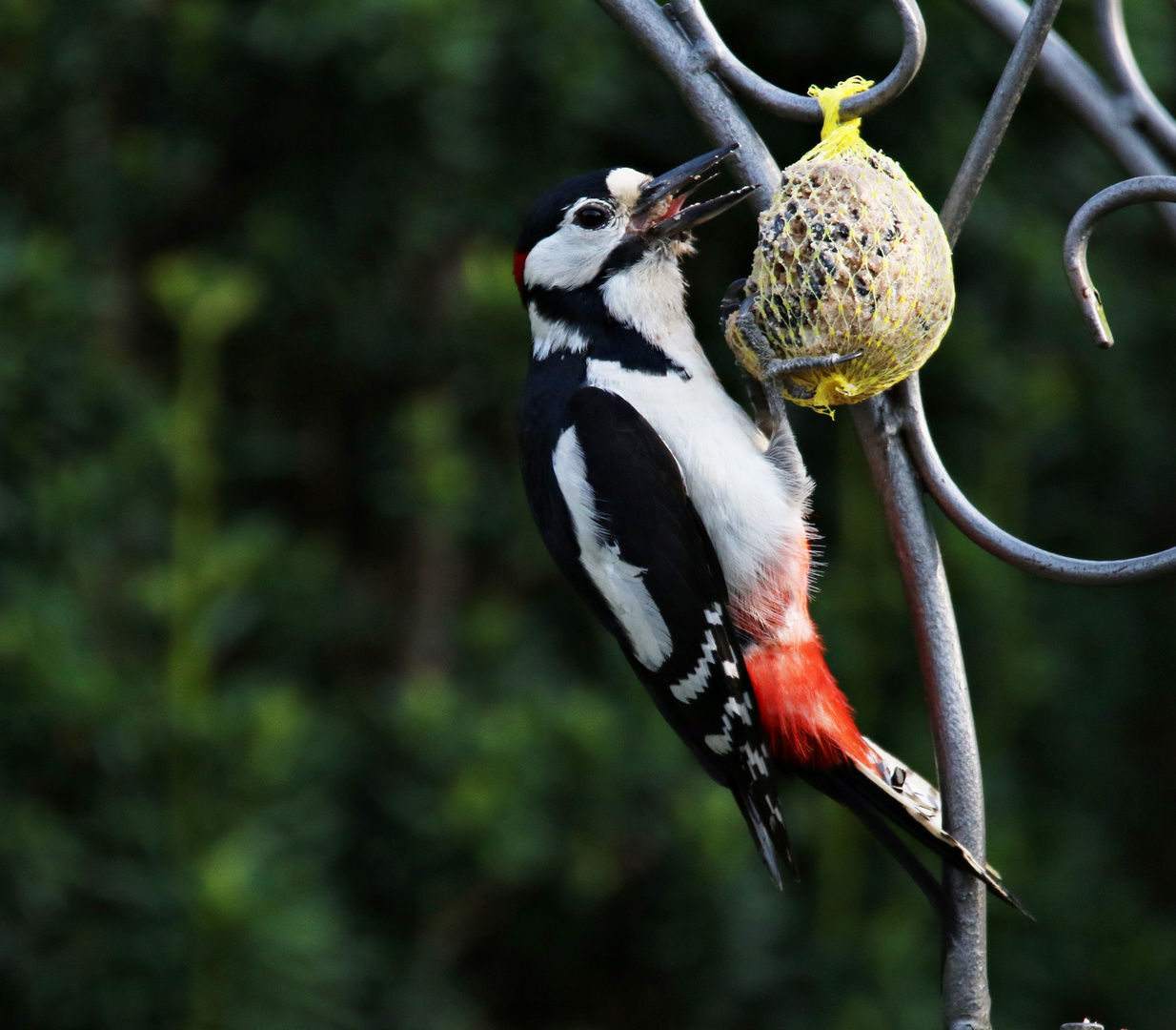 Gäste im Garten Buntspecht Foto & Bild vögel, natur
