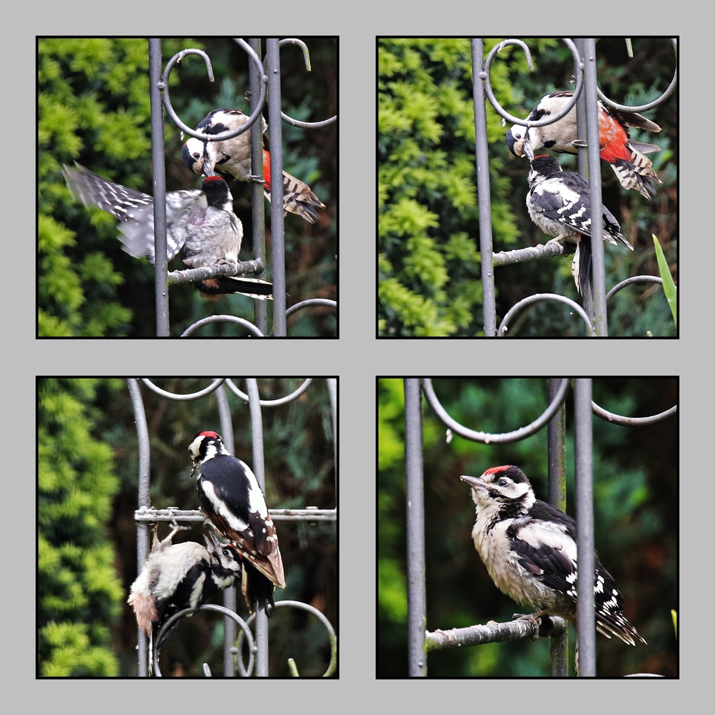 Gäste im Garten BuntspechtNachwuchs Foto &amp; Bild natur