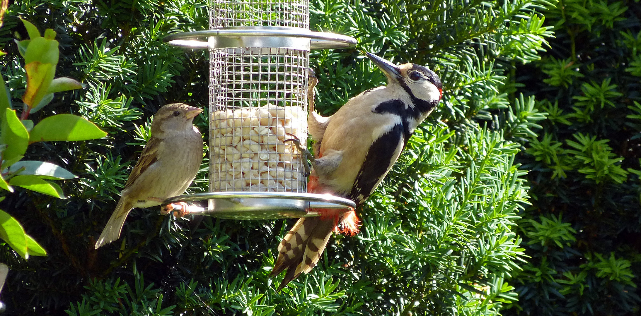 Gäste im Garten: Buntspecht und Spatz einträchtig beim Fressen