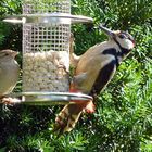 Gäste im Garten: Buntspecht und Spatz einträchtig beim Fressen