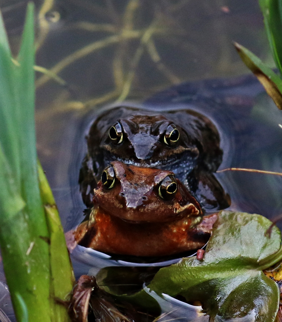 Gäste im Garten ...