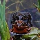 Gäste im Garten ...