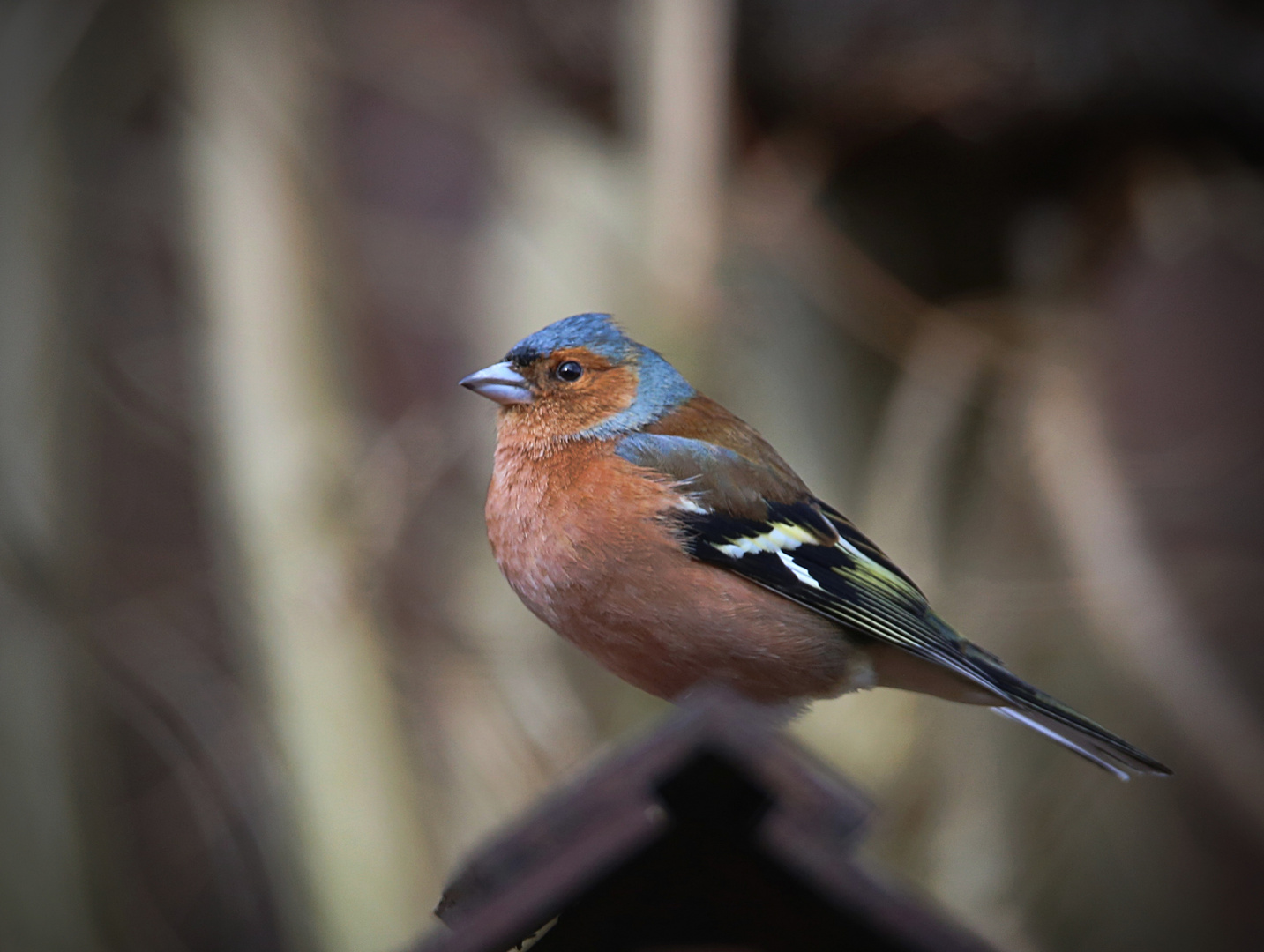 Gäste im Garten …