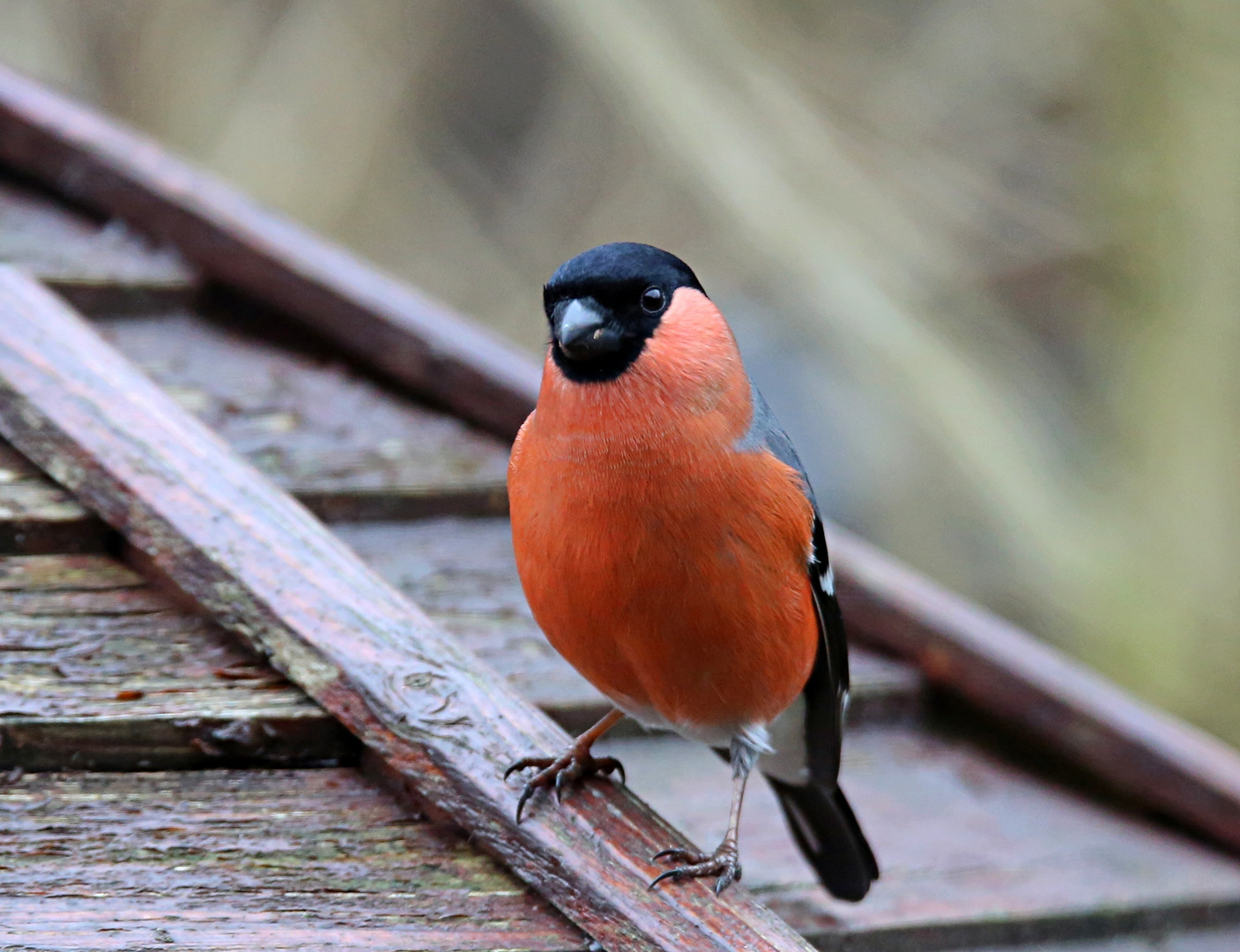 Gäste im Garten Dompfaff Foto & Bild natur