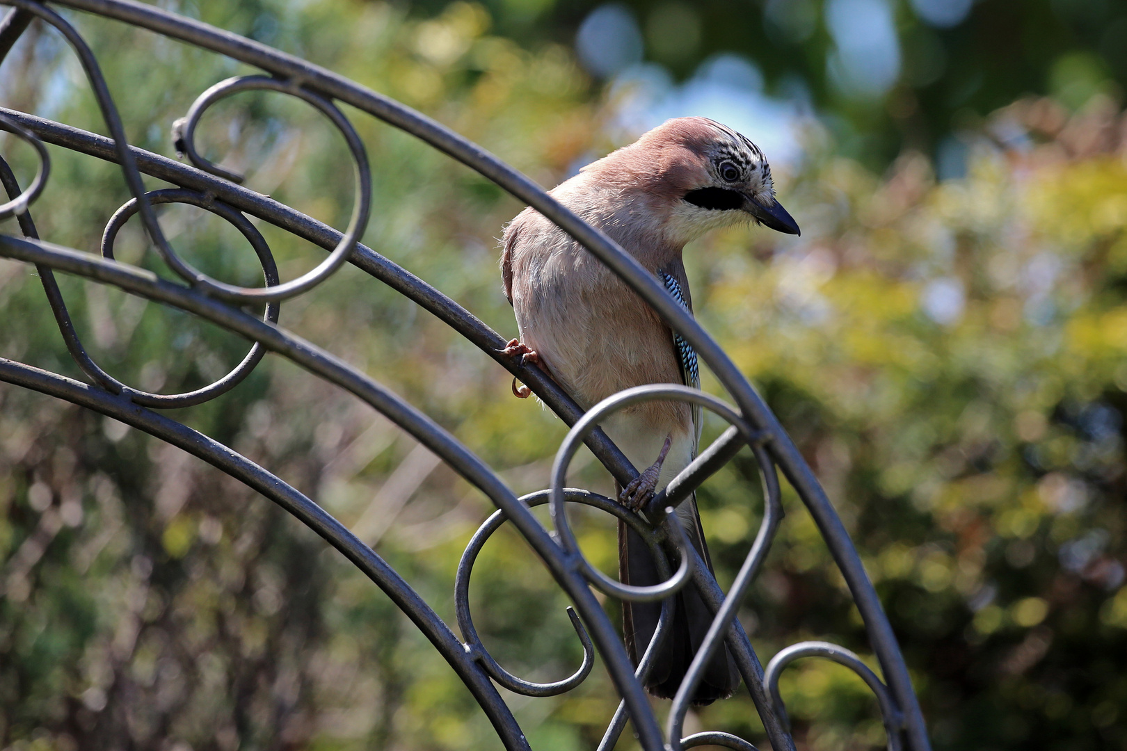 Gäste im Garten: Eichelhäher