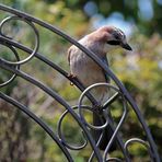 Gäste im Garten: Eichelhäher