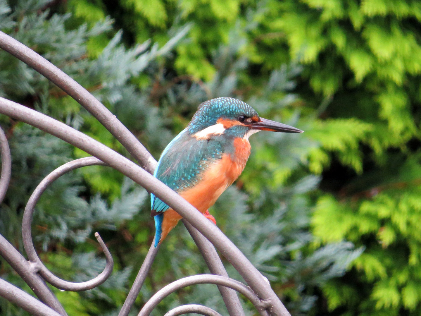 Gäste im Garten: Eisvogel