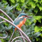 Gäste im Garten: Eisvogel