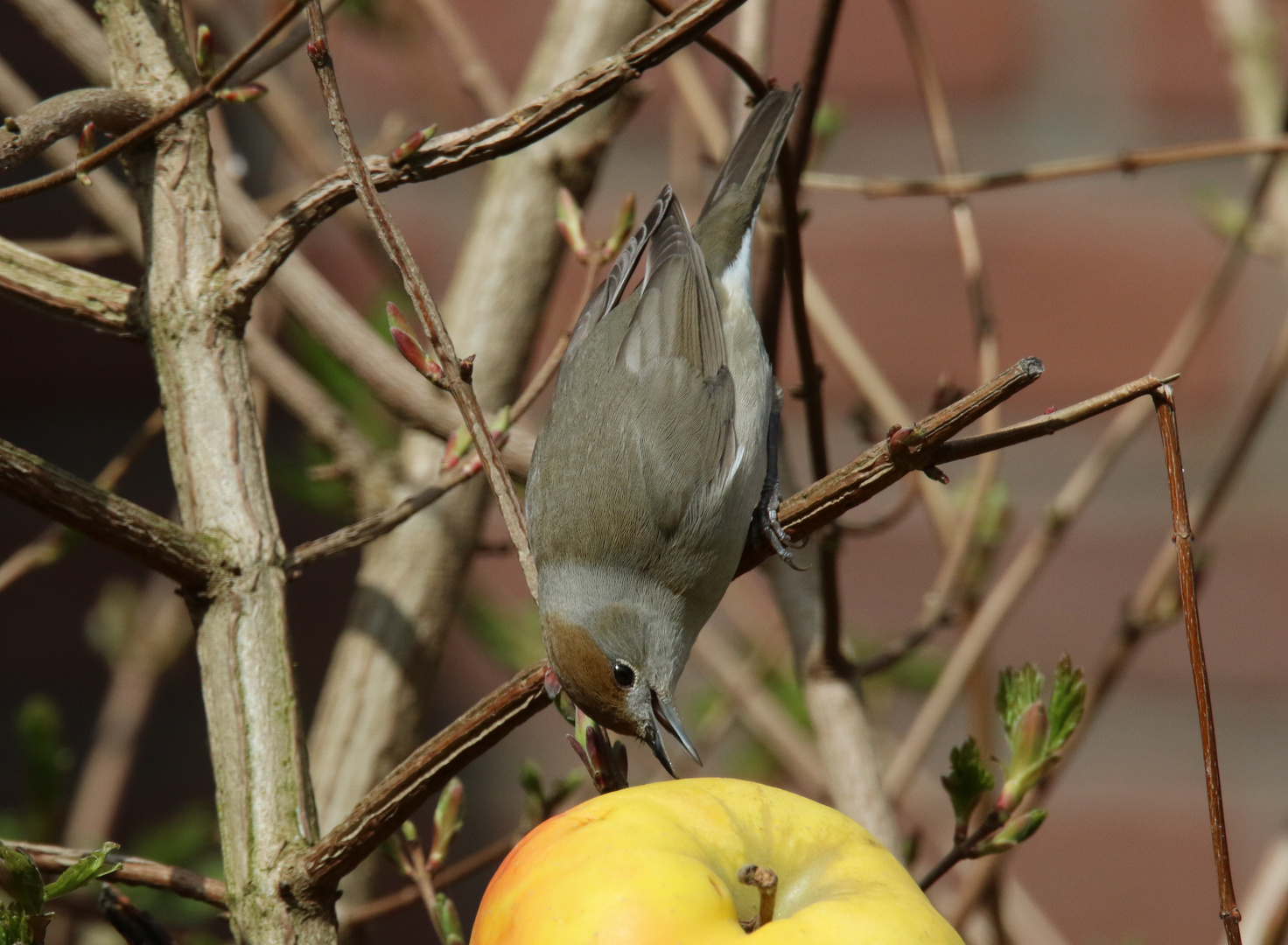 Gäste im Garten: Frau Mönchsgrasmücke ...