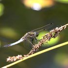 Gäste im Garten: Großer Blaupfeil (m) ....