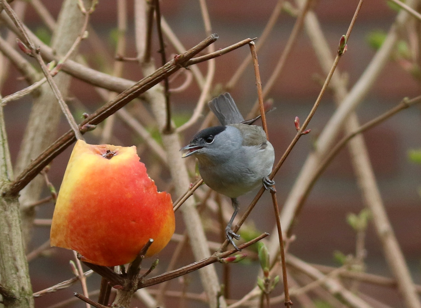 Gäste im Garten: Herr Mönchsgrasmücke ...