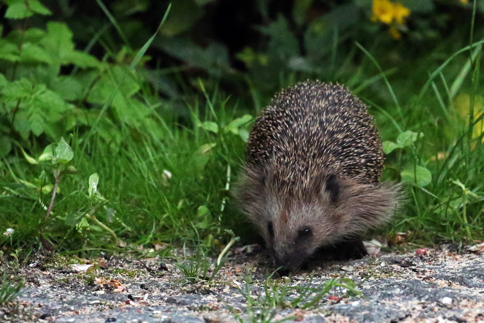 Gäste im Garten: Igel