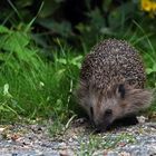 Gäste im Garten: Igel