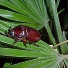 Gäste im Garten: Nashornkäfer